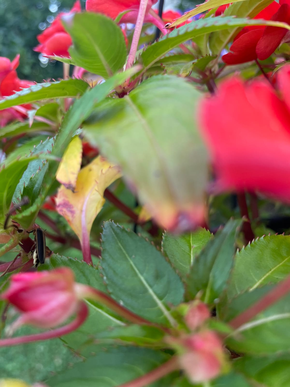 The Power of Fireflies