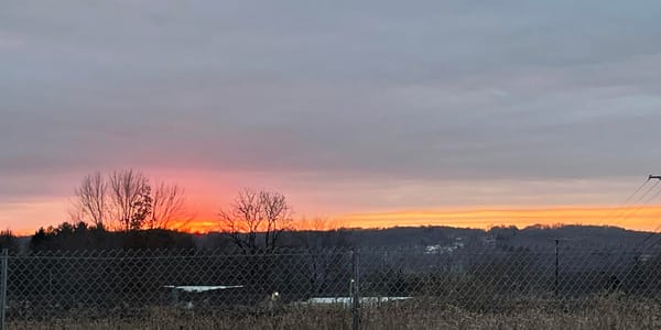 Let Me Tell You About the Swamp